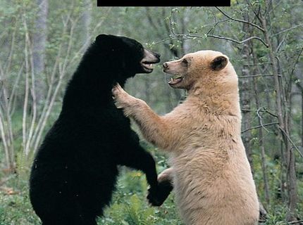 Návod, ako sa robí panda :D