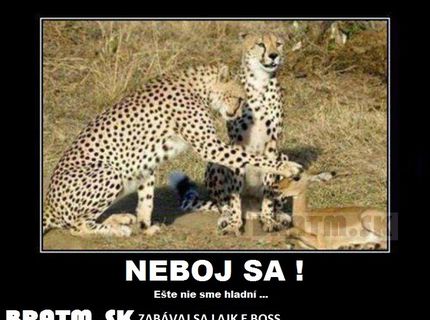 Nemusíš sa báť :D Ešte nie sme hladní :D