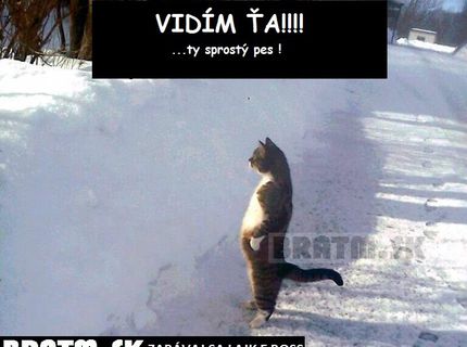 Vidím ťa !.... ty sprostý pes :D