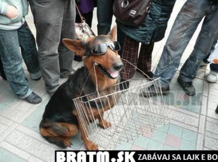 Aj váš pes musí nosiť košík ? :D :D