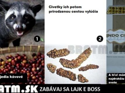 Vedeli ste z čoho je najdrahšia káva na svete KOPI LUWAK ? :)