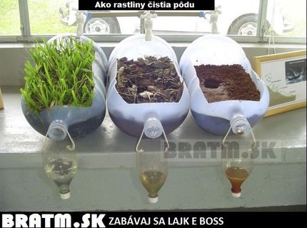 Ako rastliny čistia pôdu :)