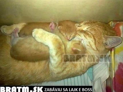 Krááásna mačacia mama a jej roztomilé mačiatka :)))
