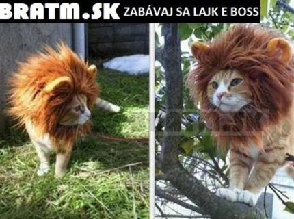 Aj mačka sa dokáže zmeniť na rozkošnú šelmu :D