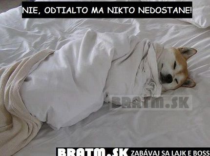 Psy milujú pohodlie v našej posteli :D