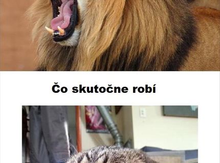 Čo si myslí moja mačka, že robí :D