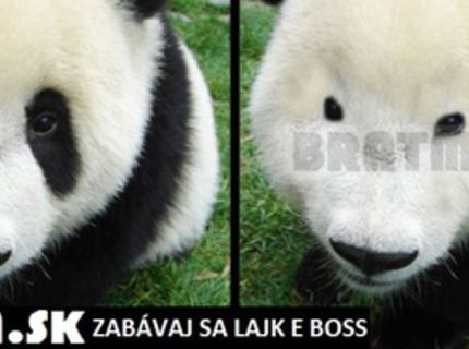 Rozkošná panda :)