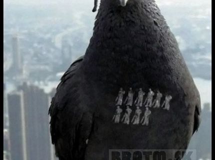 Holubie obete :D