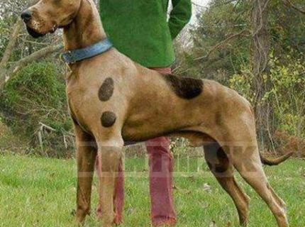 Je to naozaj SCOOBY ? :) :)