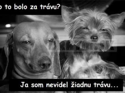 Štvornohí miláčikovia pod vplyvom omamných látok :D