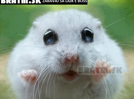 Ten je ale rozkošný :) :) :)