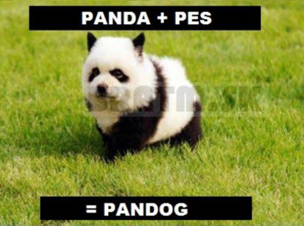 Ako vznikol PANDOG :D