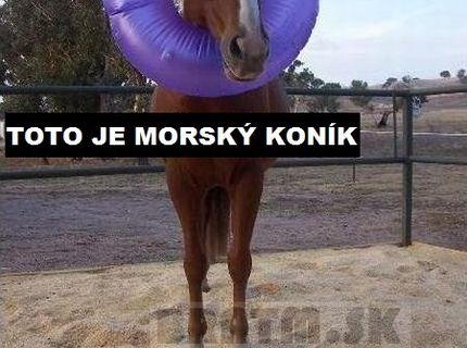 Áno, toto je naozaj morský koník :D