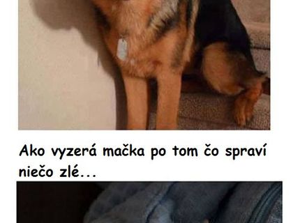 Keď spravia naši miláčikovia niečo zlé :D