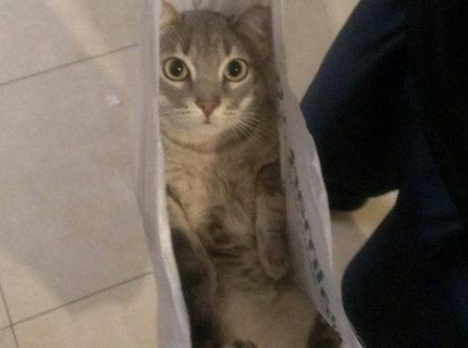 Bratmmm.. nenechávaj ma doma samú :) rozkošné !