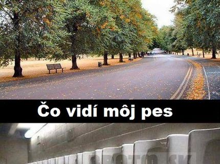 Ako to vyzerá z pohľadu nášho psa :D :D :D