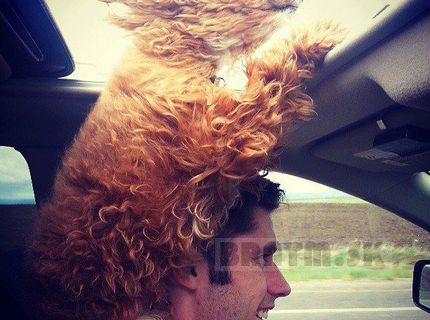 Krááásne a zábavné ... kto miluje domácich mazlíčkov?