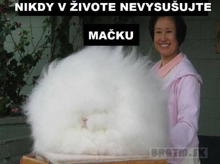 Nikdy nevysušujte mačku, aby to nedopadlo takto :D