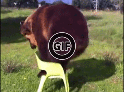 To je ale šikovný medveď :D