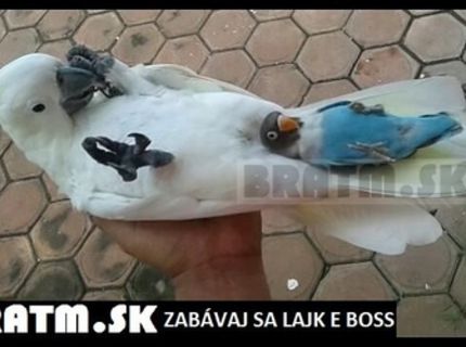 Niektorí vedia, čo je to pohodlie :D