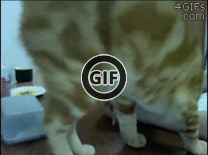 Toto musíš vidieť :) to je naozaj vynaliezavá mačka :D