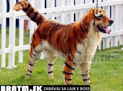 Toto je naozajstná šelma :D