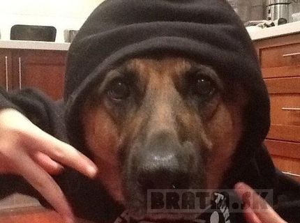 Tak toto je rozkošný rapper :D