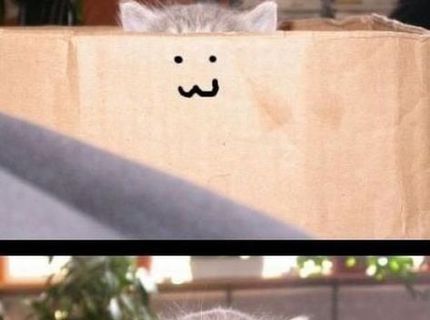 Zlatééé :) kto miluje mačičky lajk :)