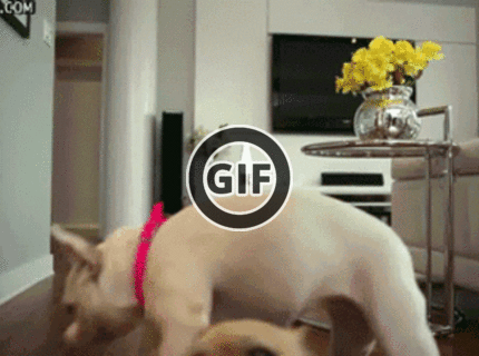 Krásne psie šantenie :D