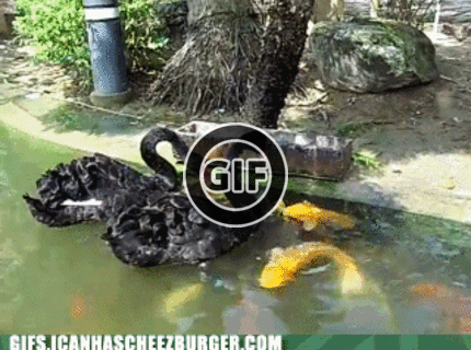 Krásne :) husi kŕmia svoje kamošky :D