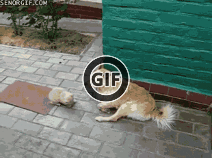 Ten pes má ale trpezlivosť :D