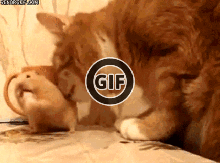 Odvážna myška :D:D:D vypadni nič ti nedam ! :D