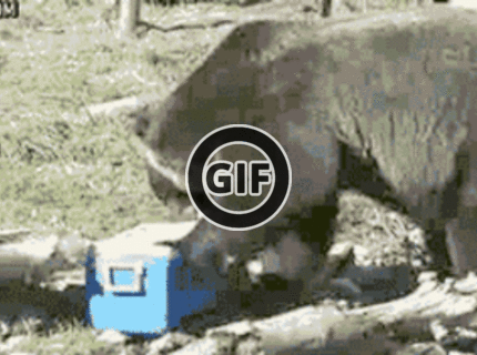 Keď medveď nájde piknikový kôš :D