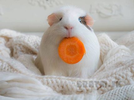 Ten je ale rozkošný :) :)