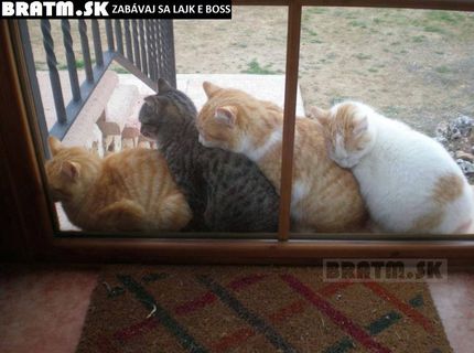Jéééj... krásne a vtipné mačičky :D
