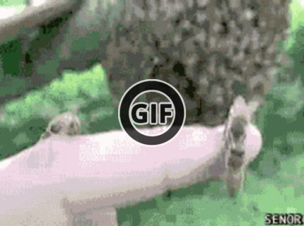 BRATM GIF: Odvážili by ste sa strčiť ruku do tohoto hniezda ? :D