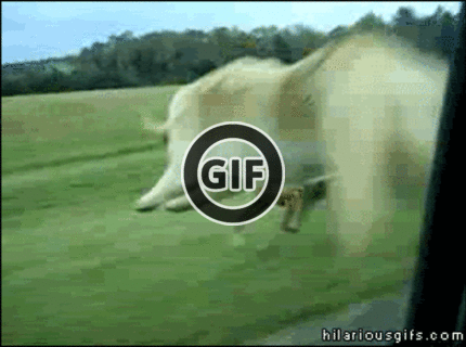 BRATM GIF: Heeej! počkaj ma, aj ja chcem utekať :D