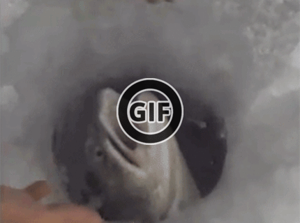BRATM GIF: Ako sa v zime chytajú ryby :D