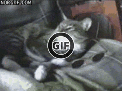 BRATM GIF: Cica a jej štýlové okuliare :D