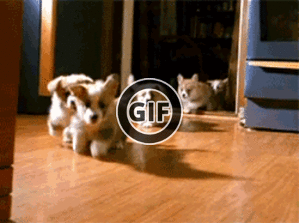 BRATM GIF:  Toto sa stalo keď som im vysvetlil, čo to je slaninka:D