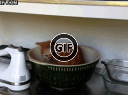 Rozkošné mačiatko v miske :) :)