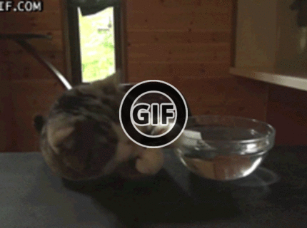 BRATM GIF: Rozkošná mačka :D