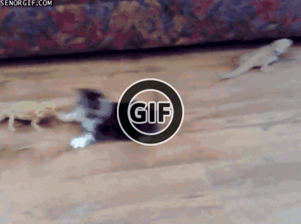 BRATM GIF: WAU! :D tak to ma podrž :D skoro sa pototo... :D