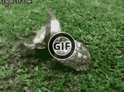 BRATM GIF: OMG ... tak toto je aké krásne :)