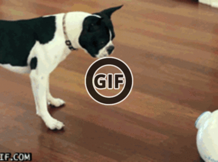 BRATM GIF: Takto vyzerá závislák vo svete psov :D