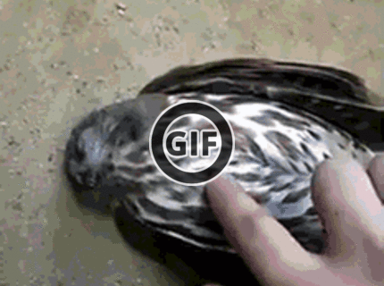 BRATM GIF: Nerušiť!!! veď on len spal :D