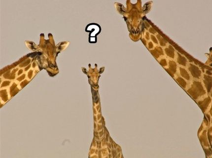 BRATM MUDRUJE: Ako vysoko dokáž vyskočiť lev?:D