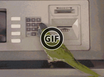 BRATM GIF: Najšikovnejší papúch na svete :D