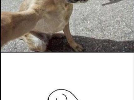 Už aj psy majú svoji profilovky :D