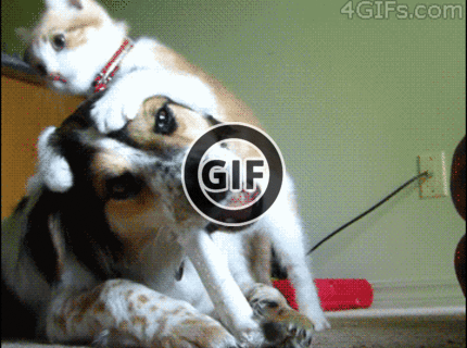 BRATM GIF: Toto je naozaj tolerantný psík :D